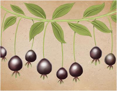 The Presence of Flavonoids in Some Products and Fruits of the Genus Eugenia: An Integrative Review